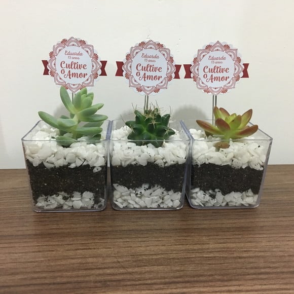 Lembrancinha Suculentas e Cactos
