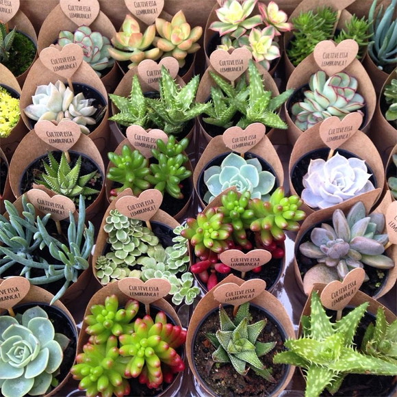 Mini Suculentas com Rótulos e Toppers Personalizados
